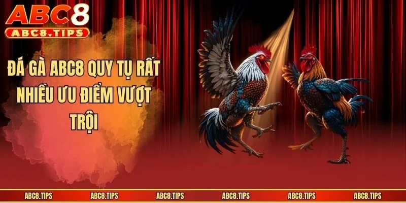 Đá gà ABC8 quy tụ rất nhiều ưu điểm vượt trội
